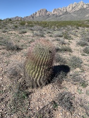 Ferocactus wislizeni