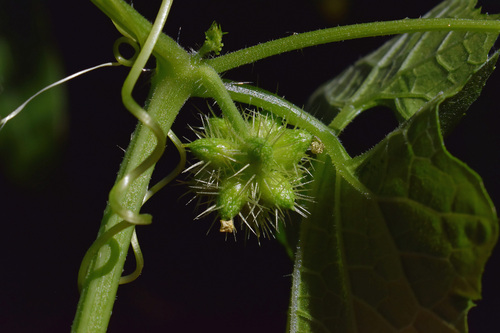 Sicyos australis observed 2026-06-20
