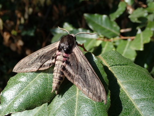 Privet Hawkmoth