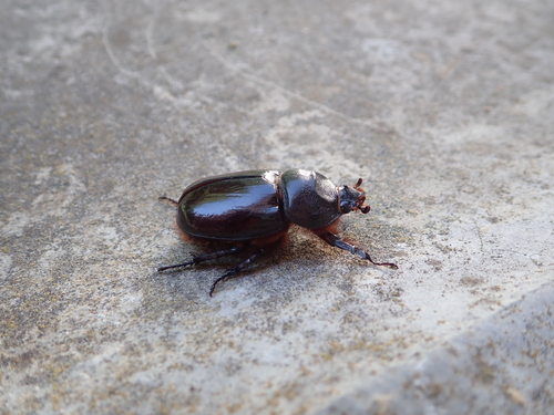 European Rhinoceros Beetle