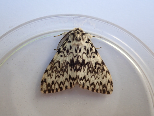 Black Arches