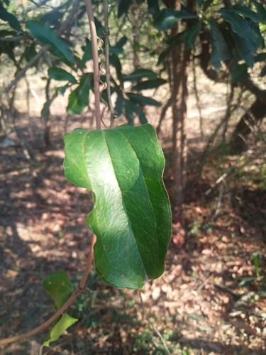 Smilax anceps, photograph 5