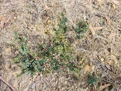 Pultenaea largiflorens