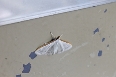 Palpita nigropunctalis