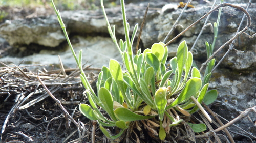 Silene flavescens, photograph 2