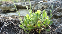 Silene flavescens, photograph (c) Michael Andresek, some rights reserved (CC BY)
