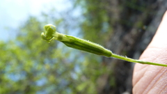 Silene flavescens