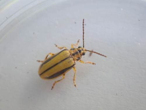 Elm Leaf Beetle