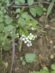 watercress