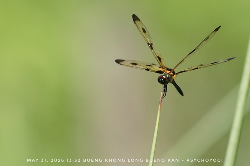 Common Picture Wing