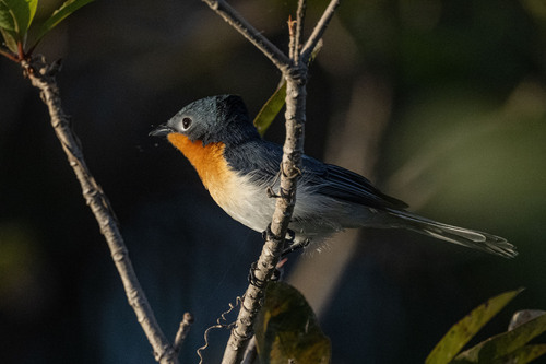 Broad-billed Flycatcher (Myiagra ruficollis)