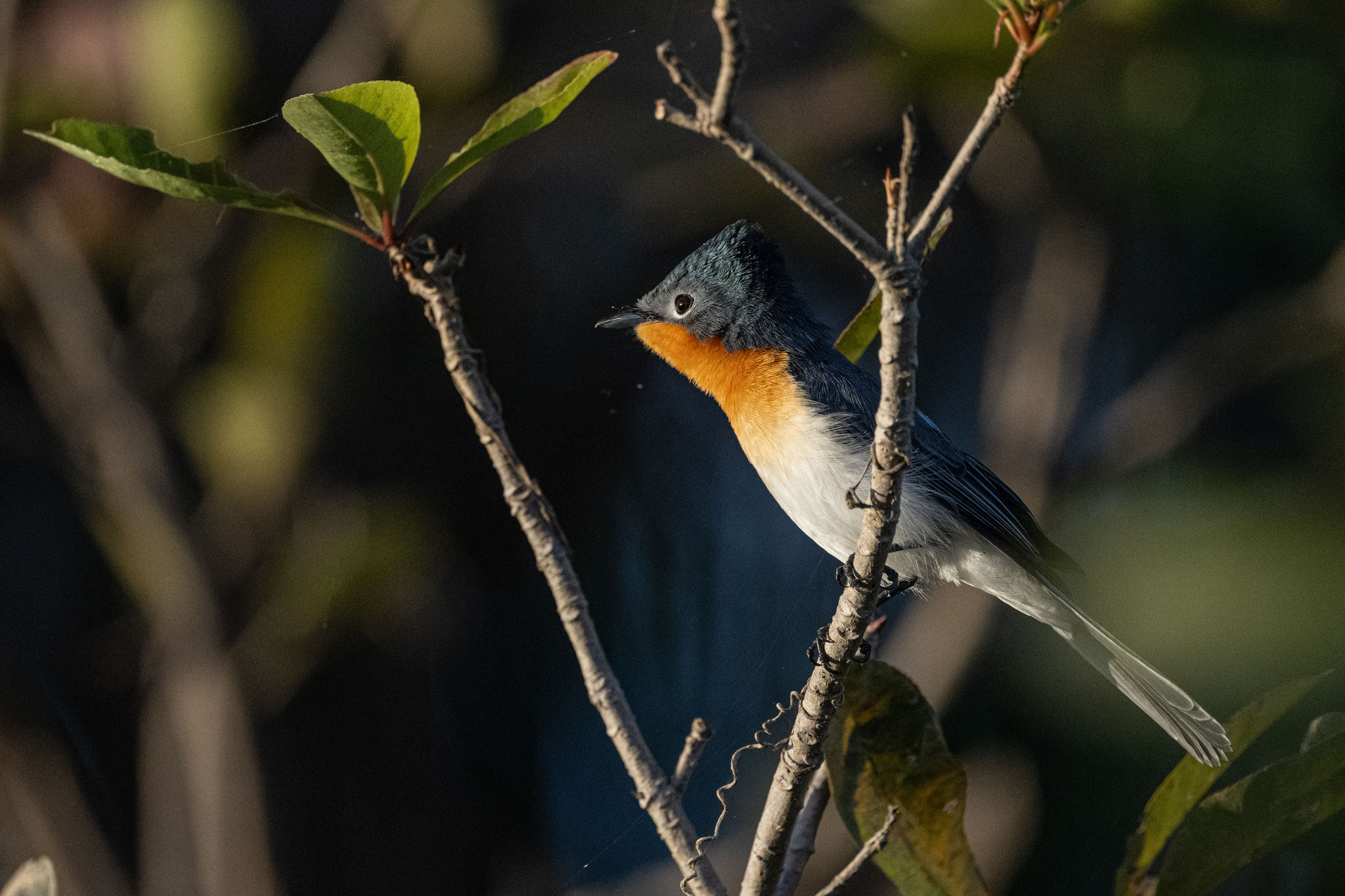 Broad-billed Flycatcher (Myiagra ruficollis), photo 2