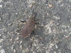 Dicranocephalus medius