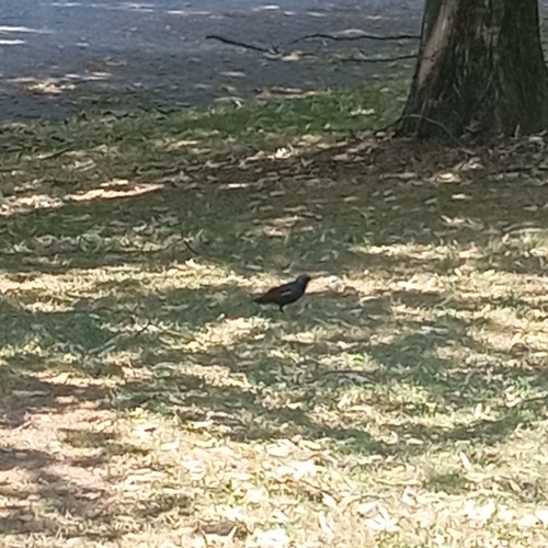 Spotless Starling