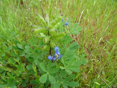 Lupinus subcarnosus