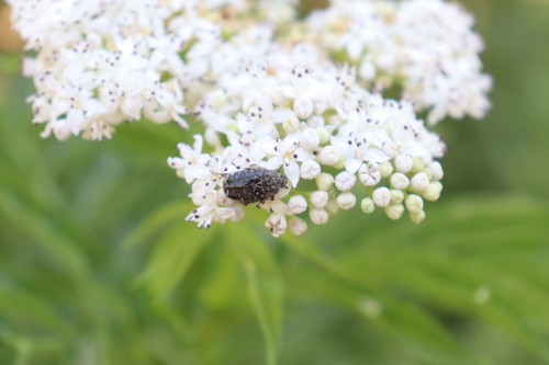Mediterranean Spotted Chafer