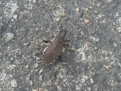 Dicranocephalus medius