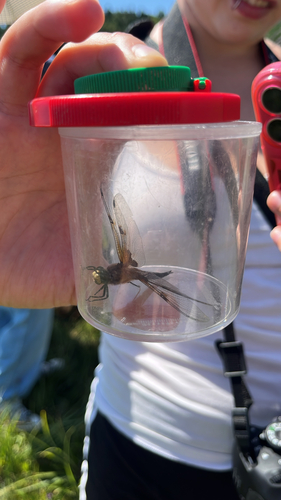 Four-spotted Skimmer