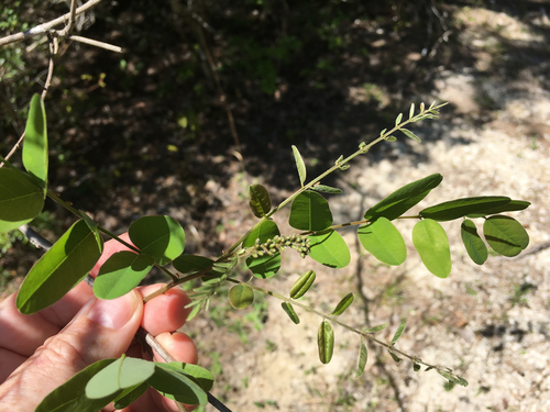 Shining false indigo (Amorpha nitens)