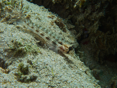Gnatholepis cauerensis