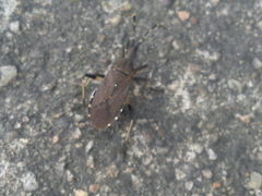 Dicranocephalus medius