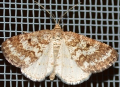 Eufidonia notataria