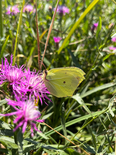 Common Brimstone