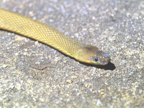 Achalinus dehuaensis