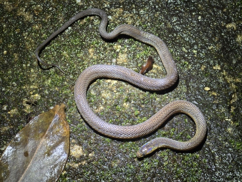 Achalinus dehuaensis