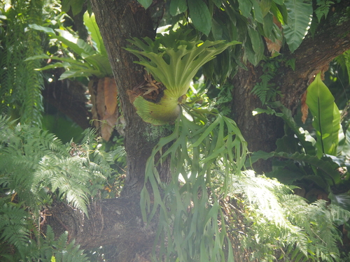 Platycerium coronarium