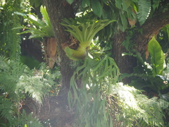 Platycerium coronarium