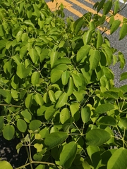 Stauntonia hexaphylla