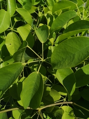 Stauntonia hexaphylla