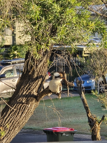 Laughing Kookaburra