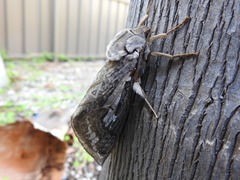 Abantiades argentata