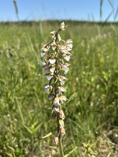 Marsh Helleborine