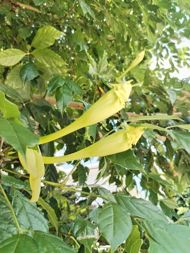 Dolichandrone serrulata, photograph 3