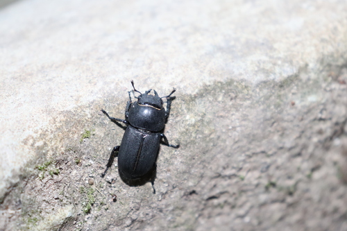 Lesser Stag Beetle