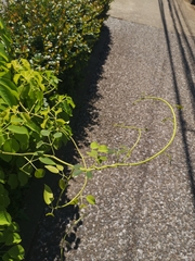 Stauntonia hexaphylla