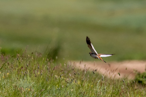 Mongolian Lark (Melanocorypha mongolica), photo 3