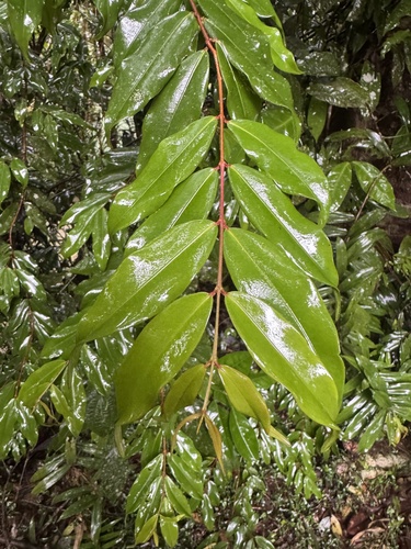 Pilidiostigma tropicum observed 2026-06-26