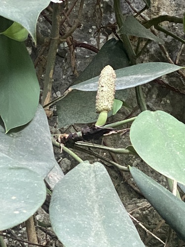 Rhaphidophora hongkongensis, photograph 3