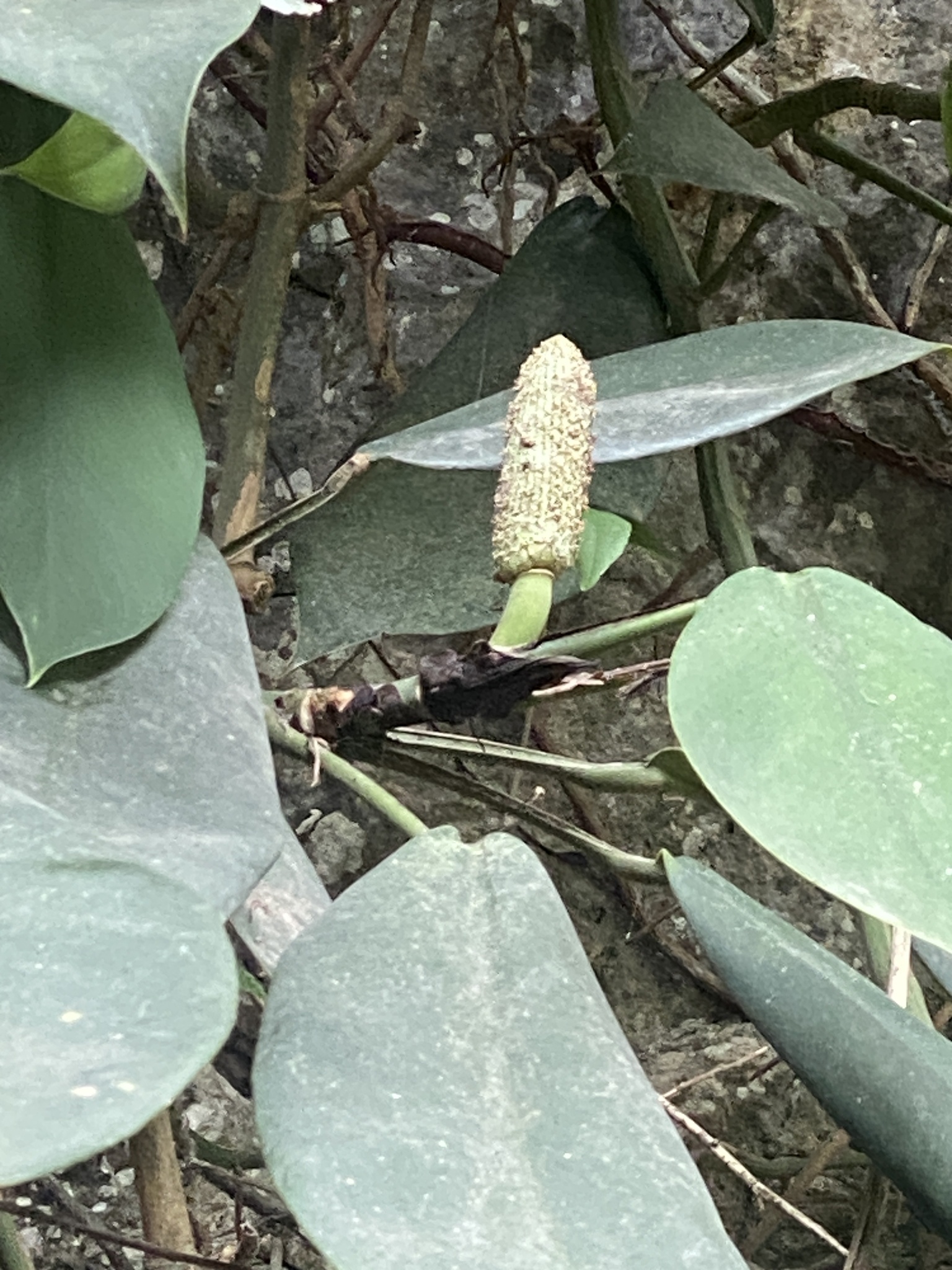 Rhaphidophora hongkongensis — ảnh 2