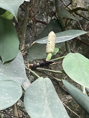 Rhaphidophora hongkongensis, photograph (c) Dat Nguyen, some rights reserved (CC BY)