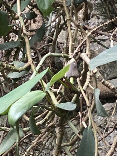 Rhaphidophora hongkongensis, photograph 4