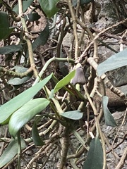Rhaphidophora hongkongensis, photograph (c) Dat Nguyen, some rights reserved (CC BY)