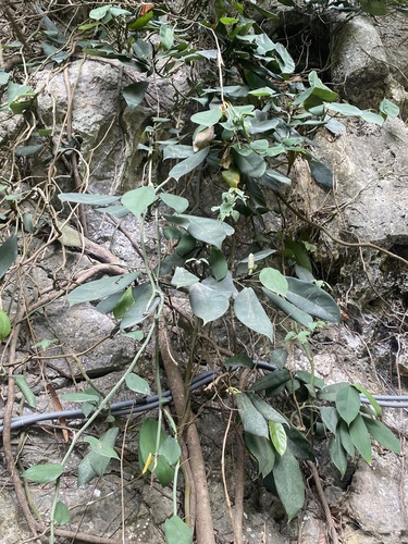 Rhaphidophora hongkongensis, photograph 5