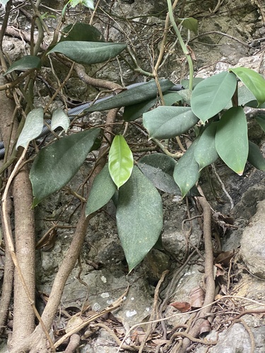 Rhaphidophora hongkongensis, photograph 6