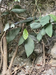 Rhaphidophora hongkongensis, photograph (c) Dat Nguyen, some rights reserved (CC BY)