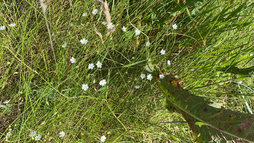 lesser stitchwort